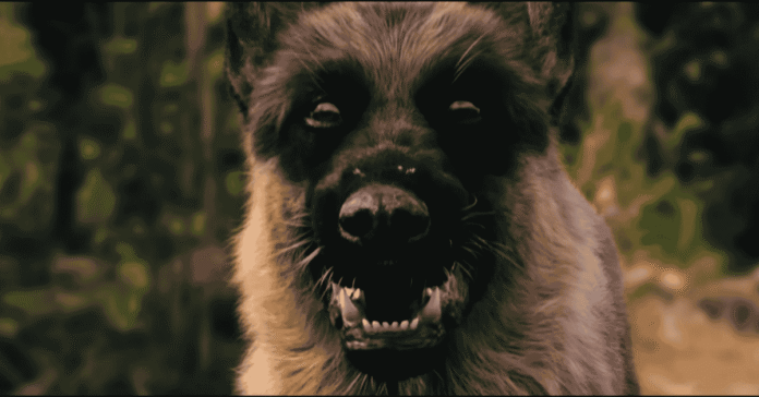 A Breed Apart Trailer (2025)