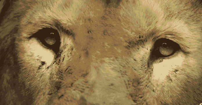 checkpoint zoo