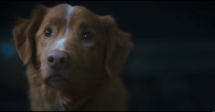 Good Boy Movie 2025
